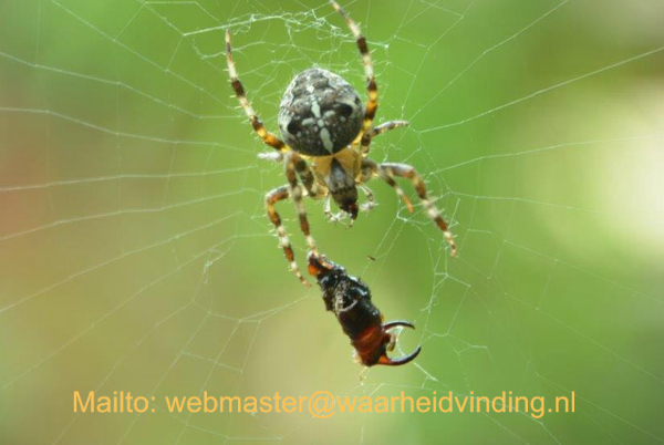 webmaster